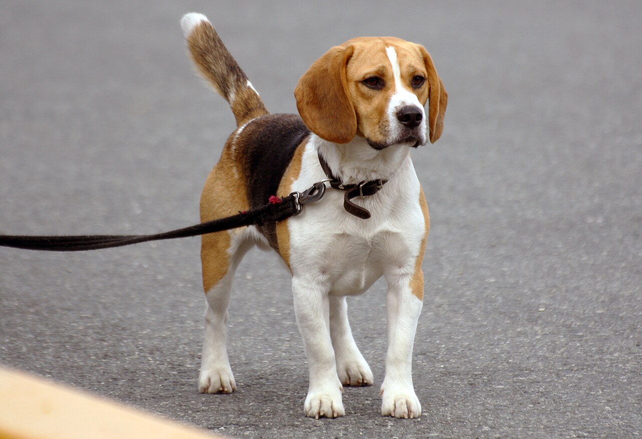 Illustrative photo of a leashed dog. Not a depiction of any specific Navi Mumbai park or venue.