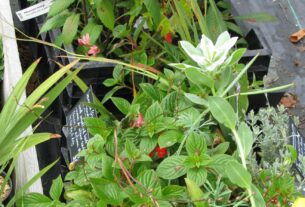 Potted plants for sale in nursery trays with plant labels, used for illustration