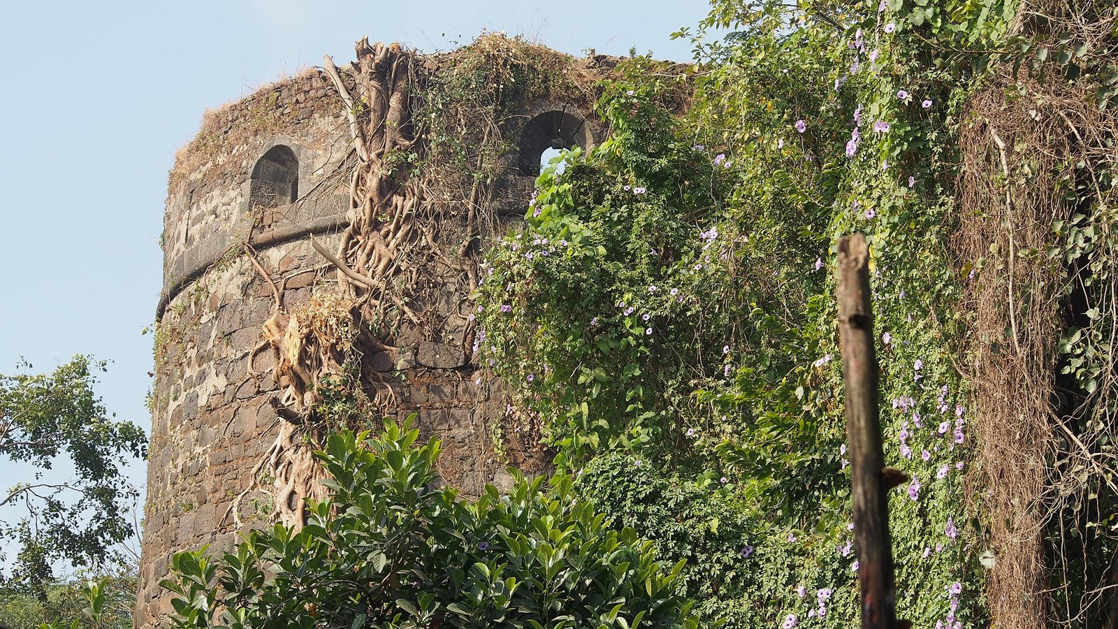 Overgrown stone bastion of Belapur Fort in Navi Mumbai