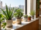 Succulents and sun-loving indoor plants on a bright windowsill in an Indian apartment, AI-generated illustrative render