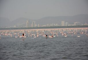 A large flock of lesser flamingos wading in Thane Creek, with a city skyline and hills behind