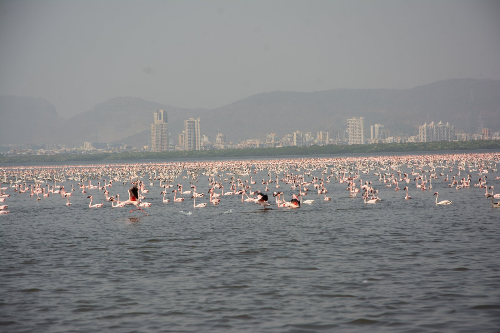 A large flock of lesser flamingos wading in Thane Creek, with a city skyline and hills behind