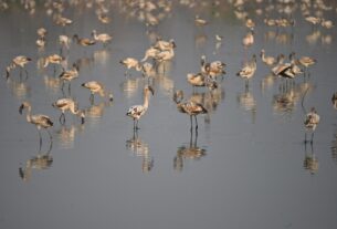 A flock of greater flamingos standing in shallow water at the Nerul wetlands