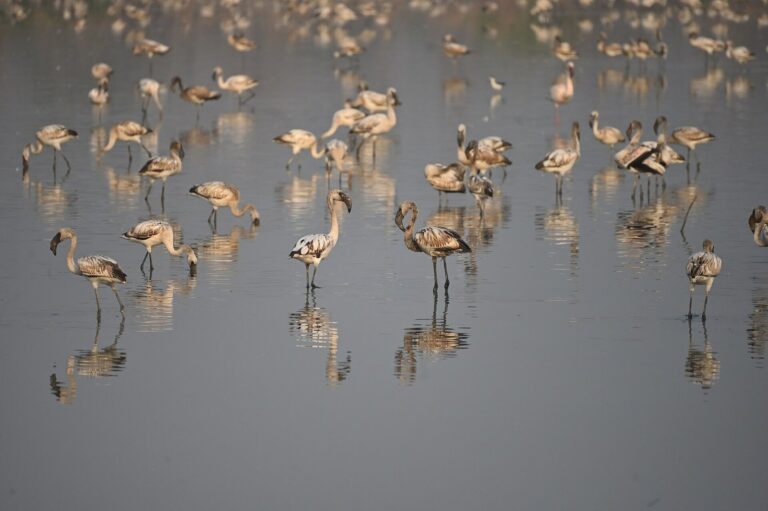 Home 3 A flock of greater flamingos standing in shallow water at the Nerul wetlands